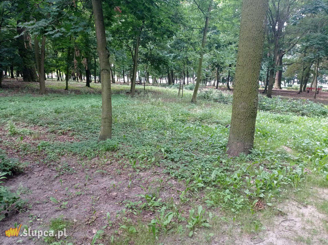 A może by tak do miejskiego parku… GALERIA ZDJĘĆ