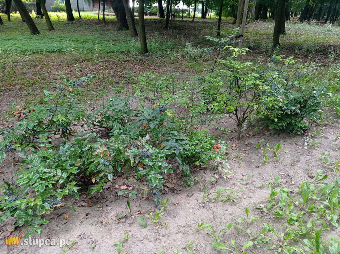 A może by tak do miejskiego parku… GALERIA ZDJĘĆ