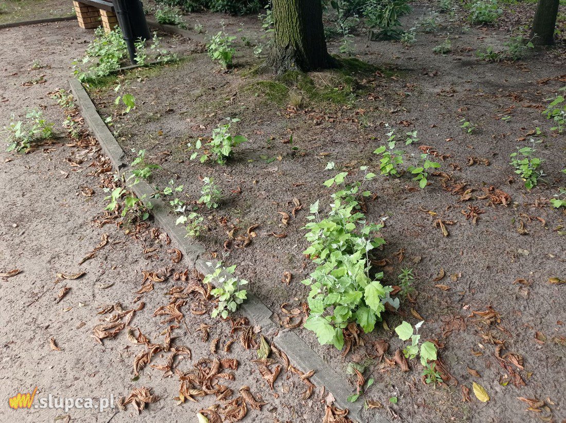 A może by tak do miejskiego parku… GALERIA ZDJĘĆ