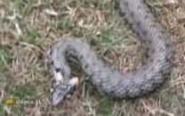 Strażacy tropili węża