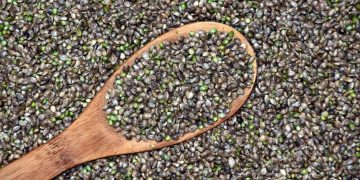 Perfumy o zapachu konopi – zaskakujące, intrygujące… wyjątkowe?