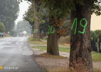 Oznaczyli drzewa na Zagórowskiej. Będą wycięte?
