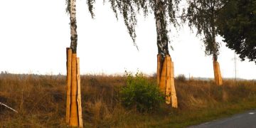 Obłożyli drzewa deskami. Po co?