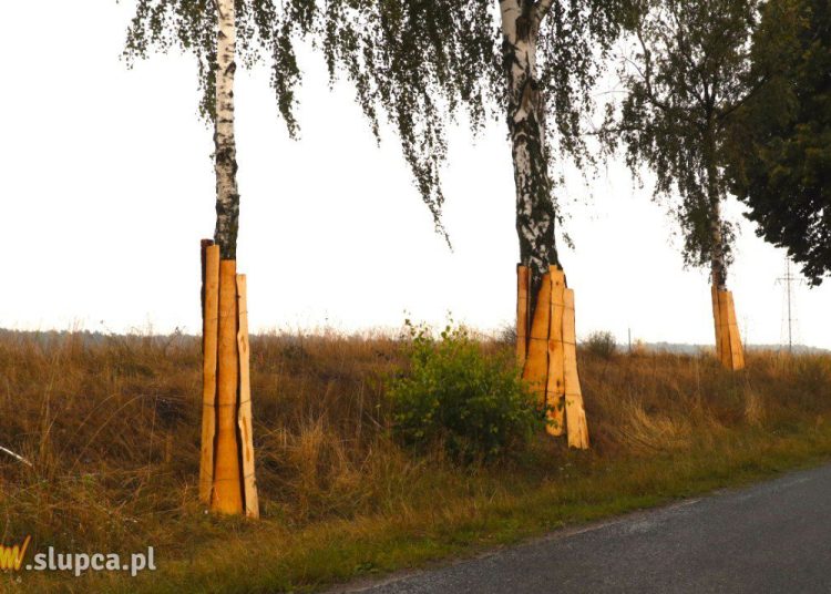 Obłożyli drzewa deskami. Po co?