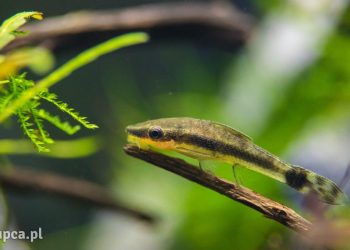 Jak zabrać się za akwarystykę?