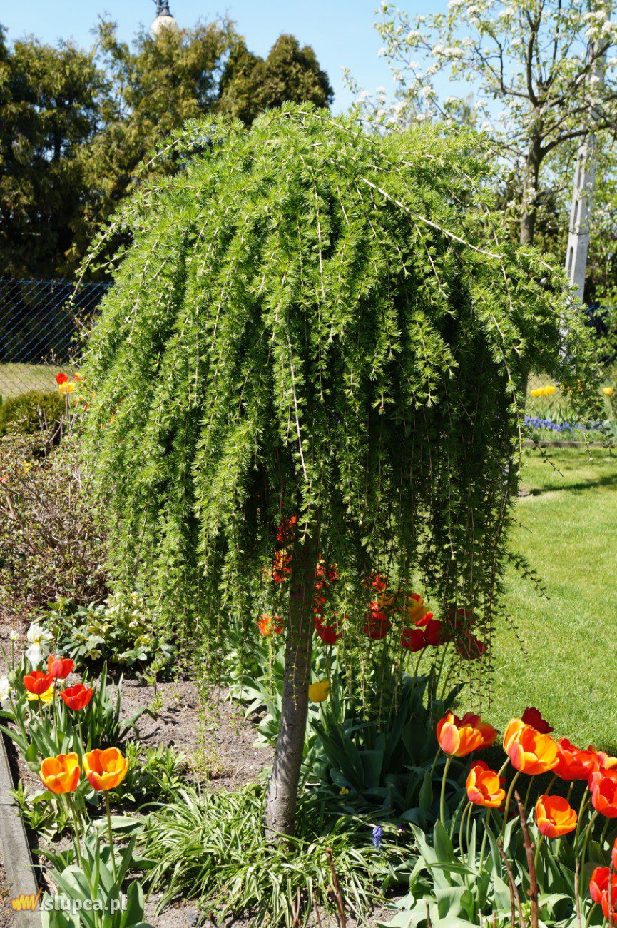 Ogród z nutą geometrii