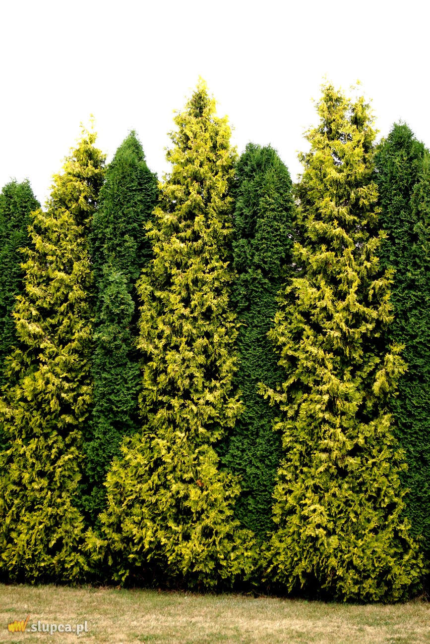 Królestwo żywotników