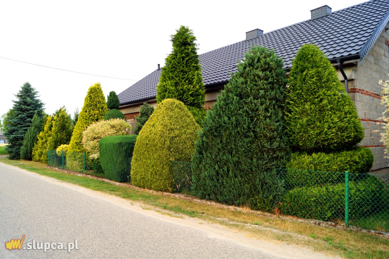 Królestwo żywotników