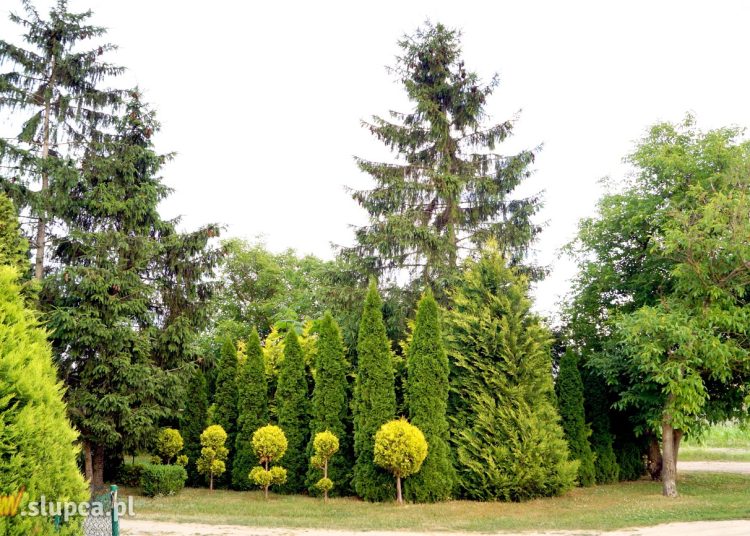 Królestwo żywotników