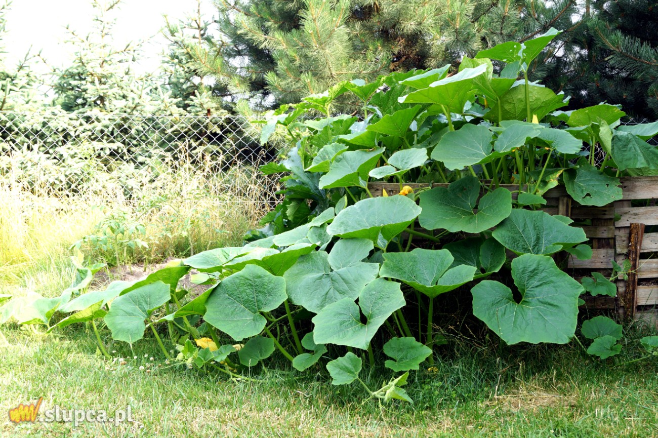 Ogród przy jeziorze