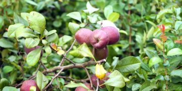 Ogród przy jeziorze