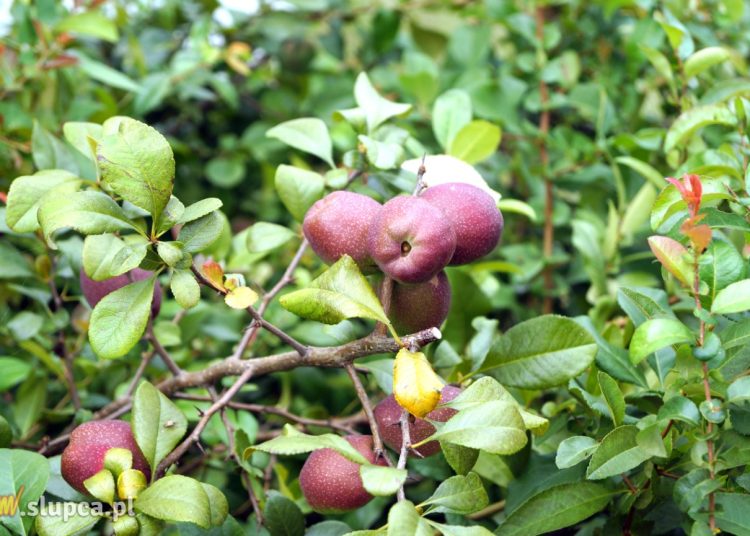 Ogród przy jeziorze