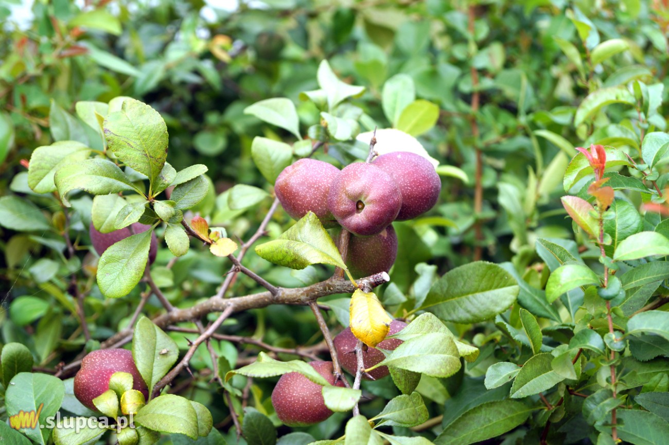 Ogród przy jeziorze