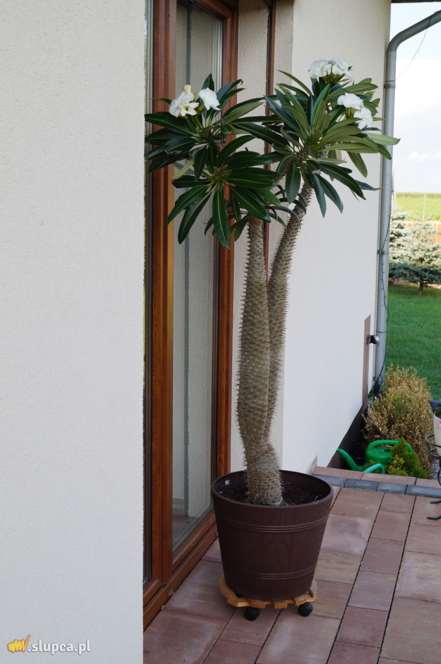 Ogród z palmą