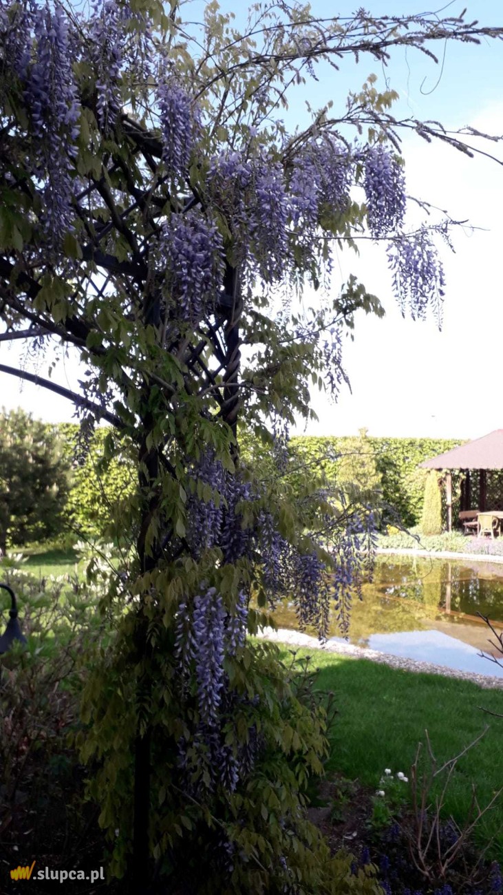 Ogród baśniowy – za domem