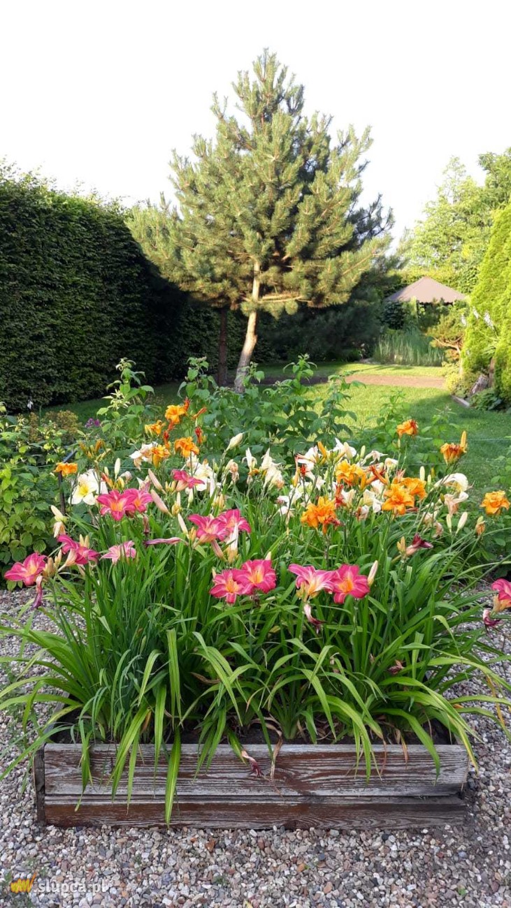 Ogród baśniowy – za domem