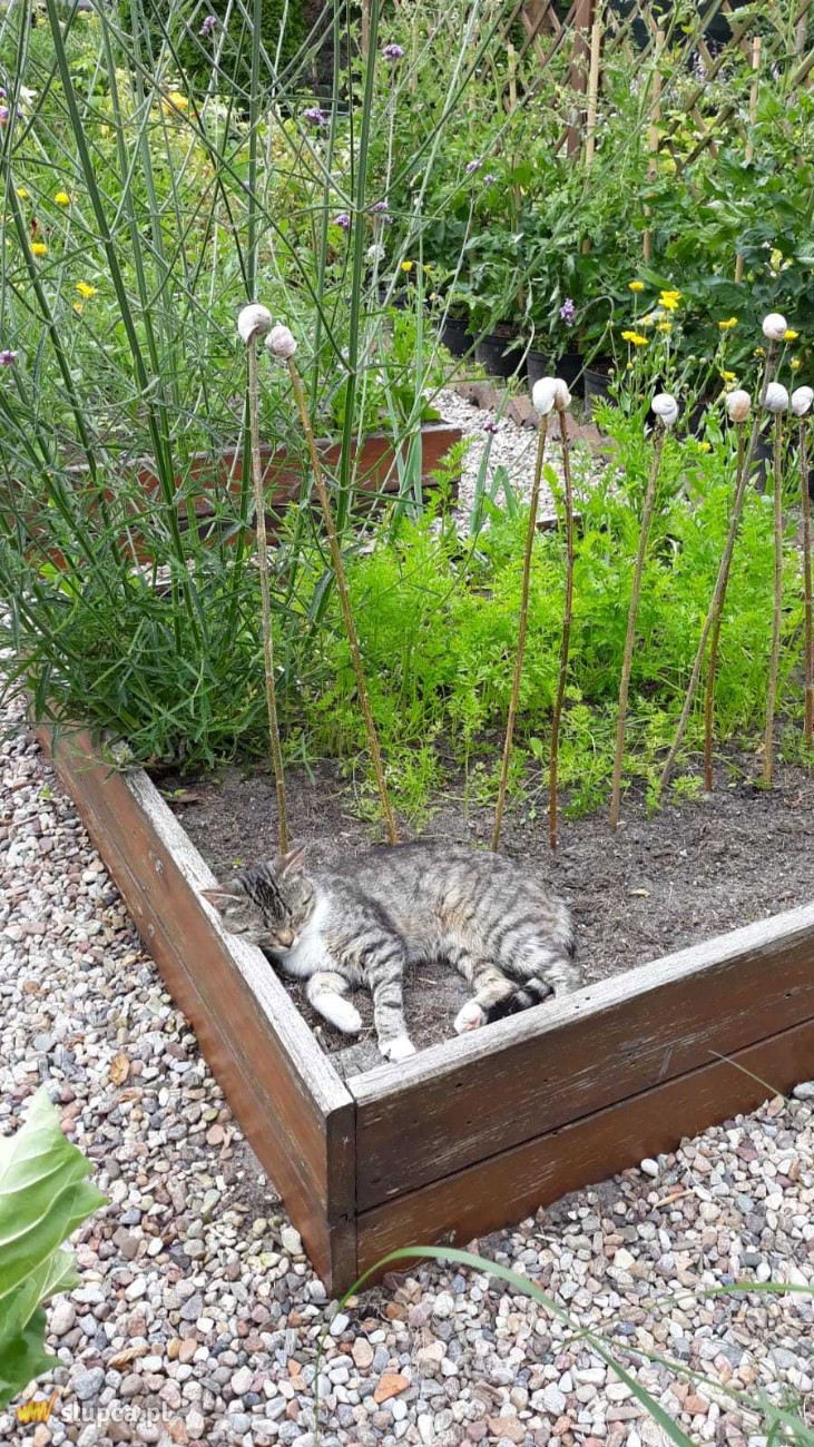 Ogród baśniowy – za domem