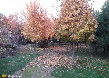 Ogród baśniowy – dodatek