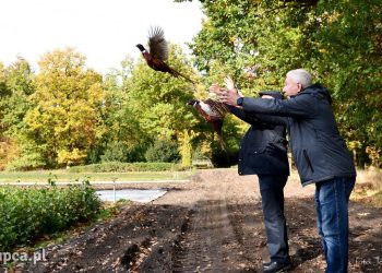 Pół tysiąca więcej bażantów