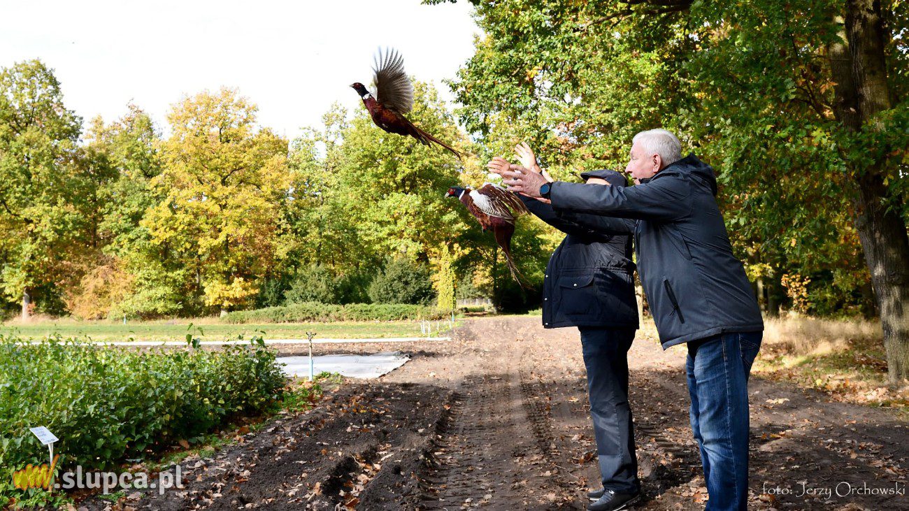 Pół tysiąca więcej bażantów