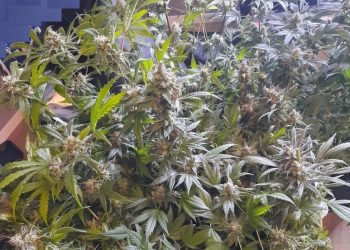 Zatrzymany za posiadanie narkotyków i uprawę konopi