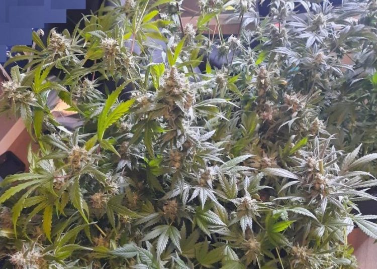 Zatrzymany za posiadanie narkotyków i uprawę konopi