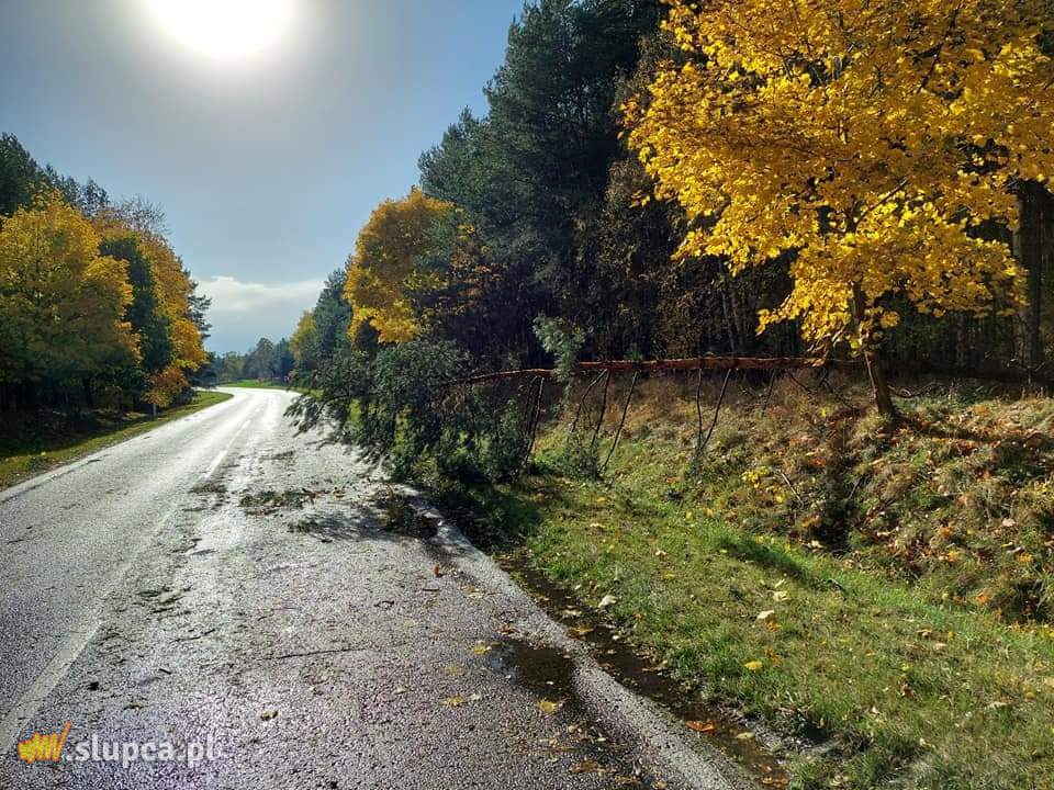 Drzewa spadły na auto i domek letniskowy