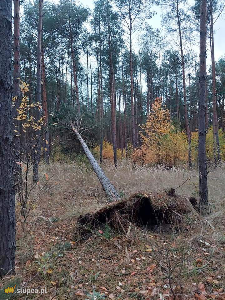 Drzewa spadły na auto i domek letniskowy