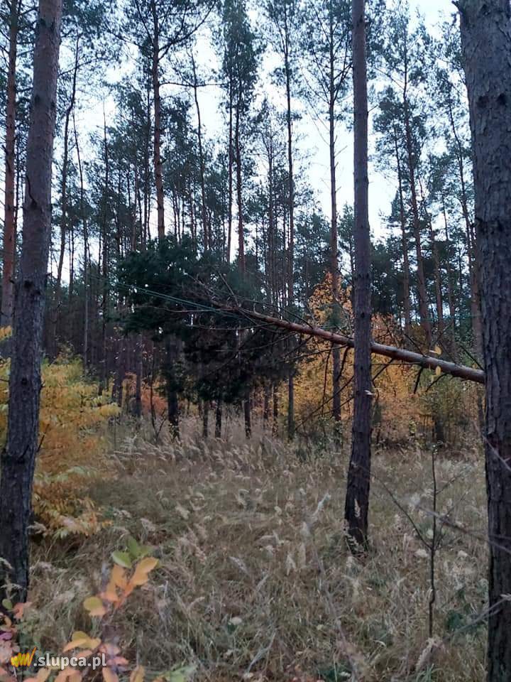 Drzewa spadły na auto i domek letniskowy