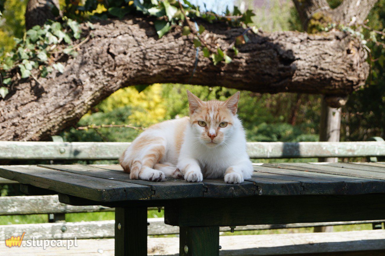 Stworzyli swoją oazę spokoju