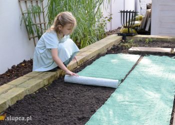 Trawnik z rolki, ale… jak to zrobić taniej?