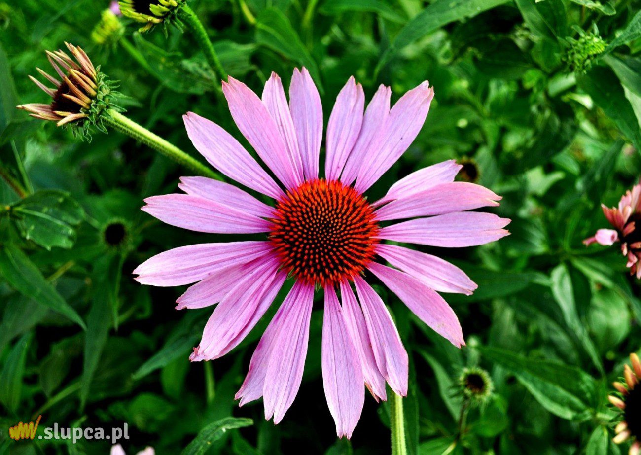 Stworzyli swoją oazę spokoju