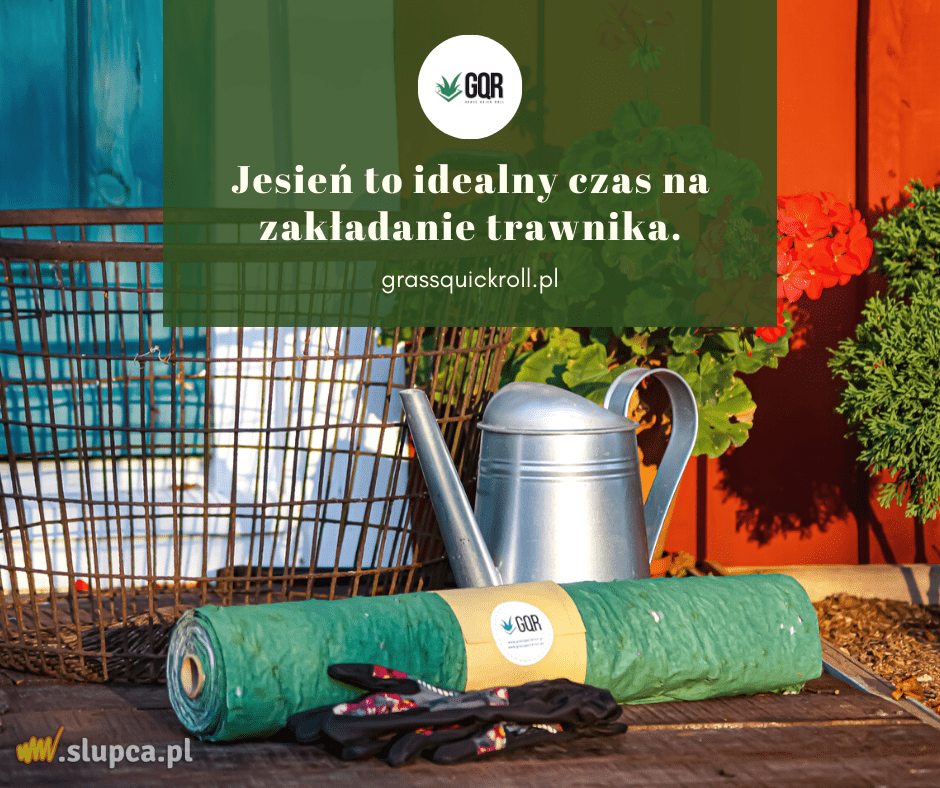 Trawnik z rolki, ale… jak to zrobić taniej?