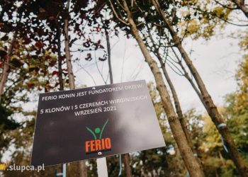 Nowe drzewa od Ferio Konin w Parku im. Fryderyka Chopina