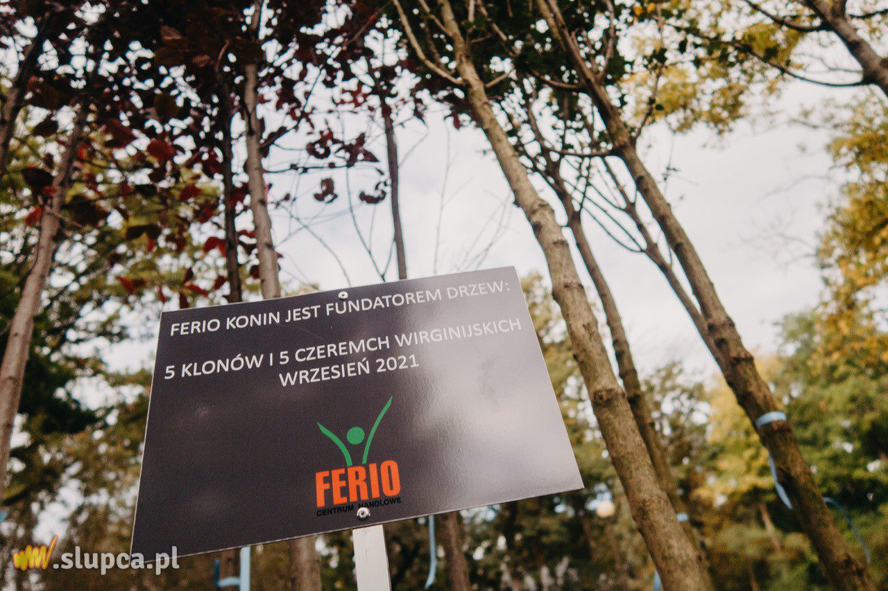 Nowe drzewa od Ferio Konin w Parku im. Fryderyka Chopina