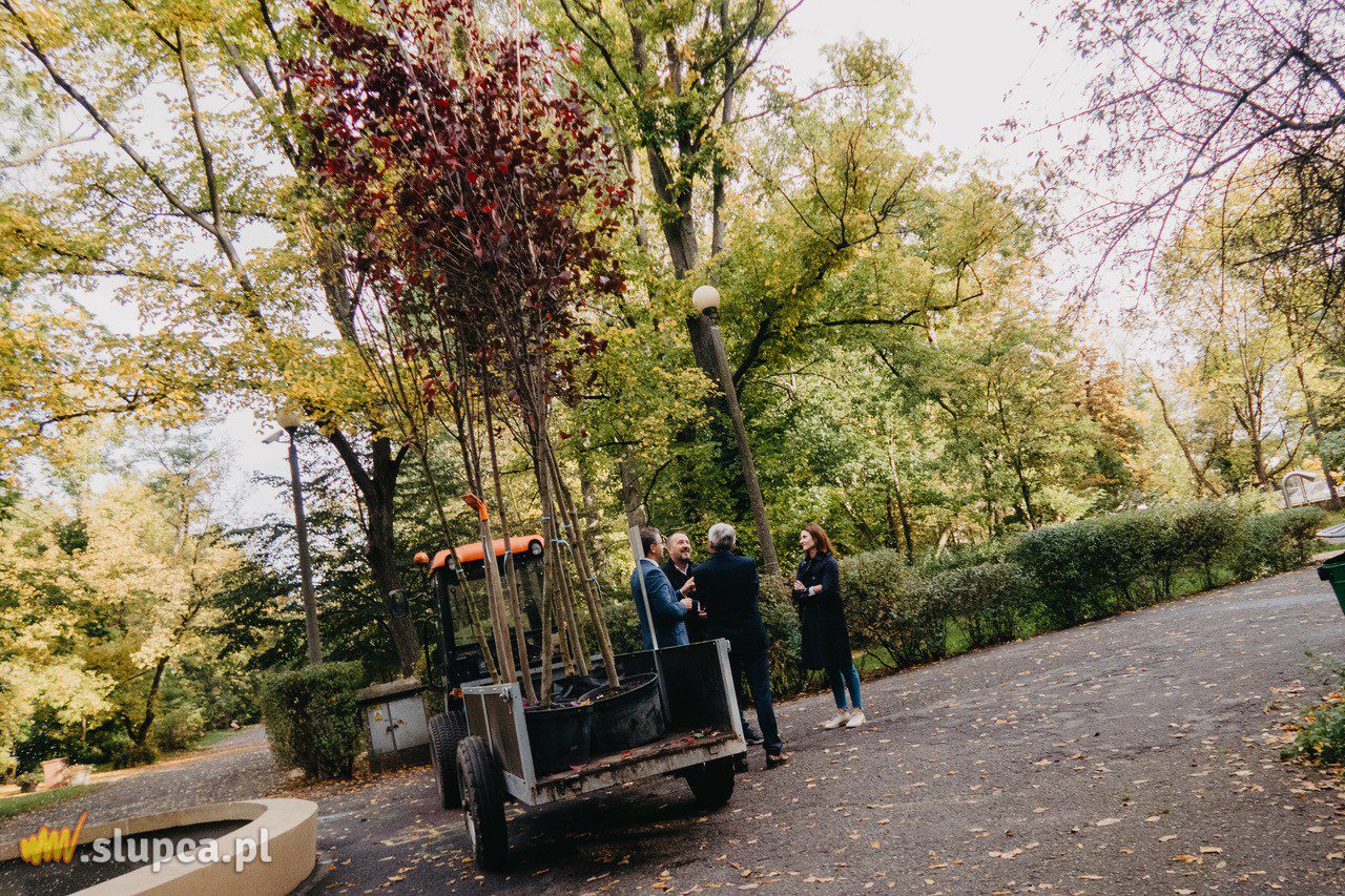 Nowe drzewa od Ferio Konin w Parku im. Fryderyka Chopina