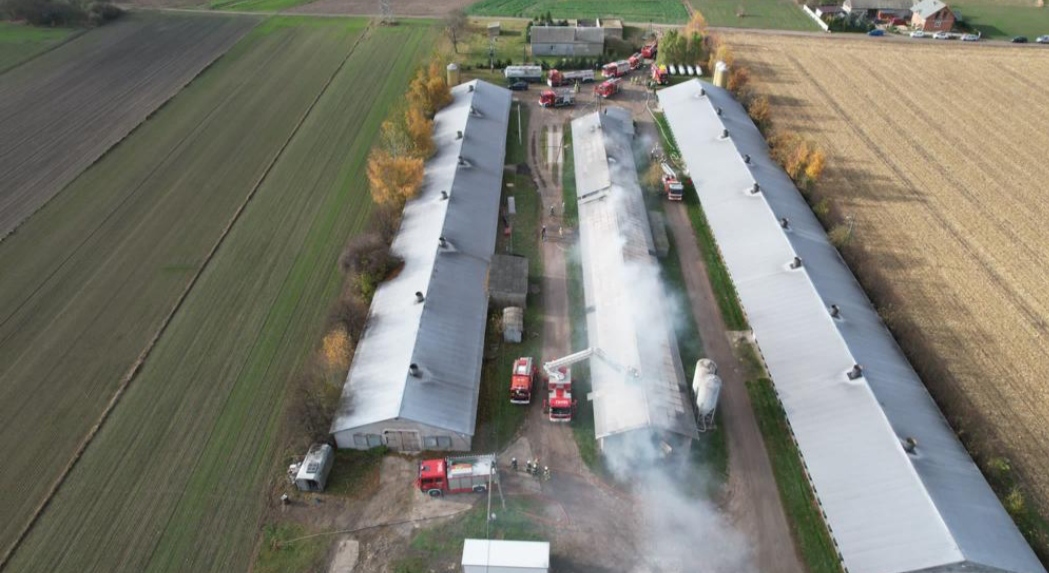 Pożar w Cieninie. Padło 15 tysięcy kurczaków AKTUALIZACJA