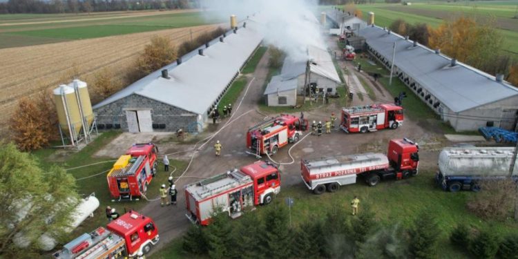 Pożar w Cieninie. Padło 15 tysięcy kurczaków AKTUALIZACJA