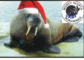 Borowinkowe mikołajki