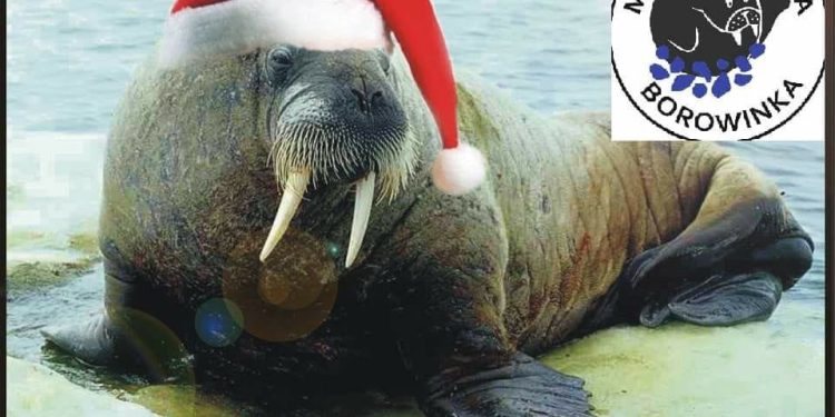 Borowinkowe mikołajki