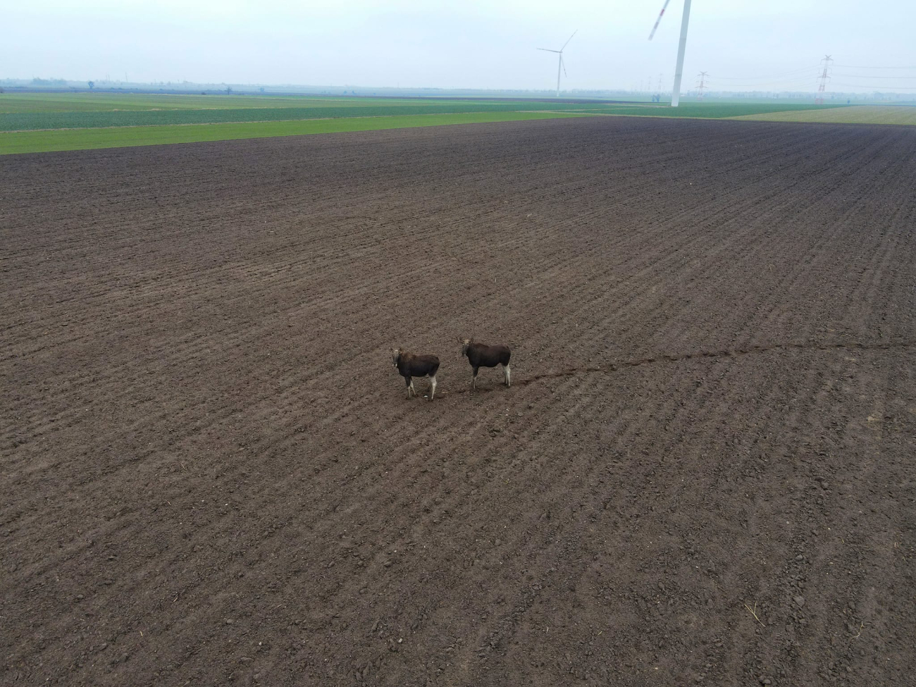 Łosie… a może renifery w Skarboszewie VIDEO