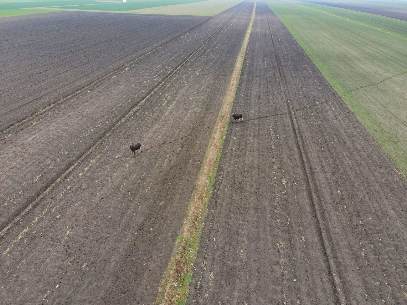 Łosie… a może renifery w Skarboszewie VIDEO