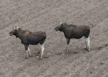 Łosie… a może renifery w Skarboszewie VIDEO