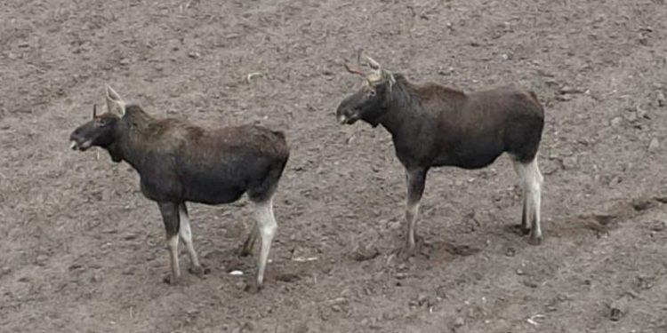 Łosie… a może renifery w Skarboszewie VIDEO