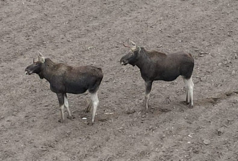 Łosie… a może renifery w Skarboszewie VIDEO