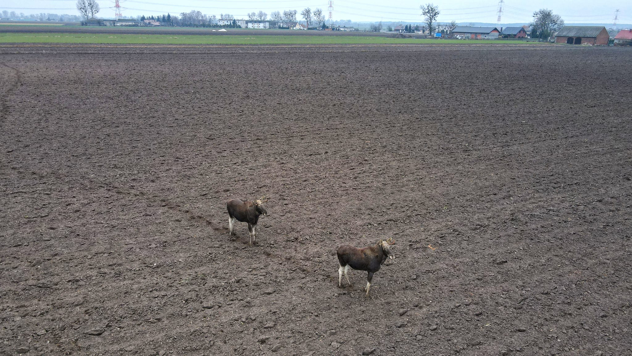 Łosie… a może renifery w Skarboszewie VIDEO