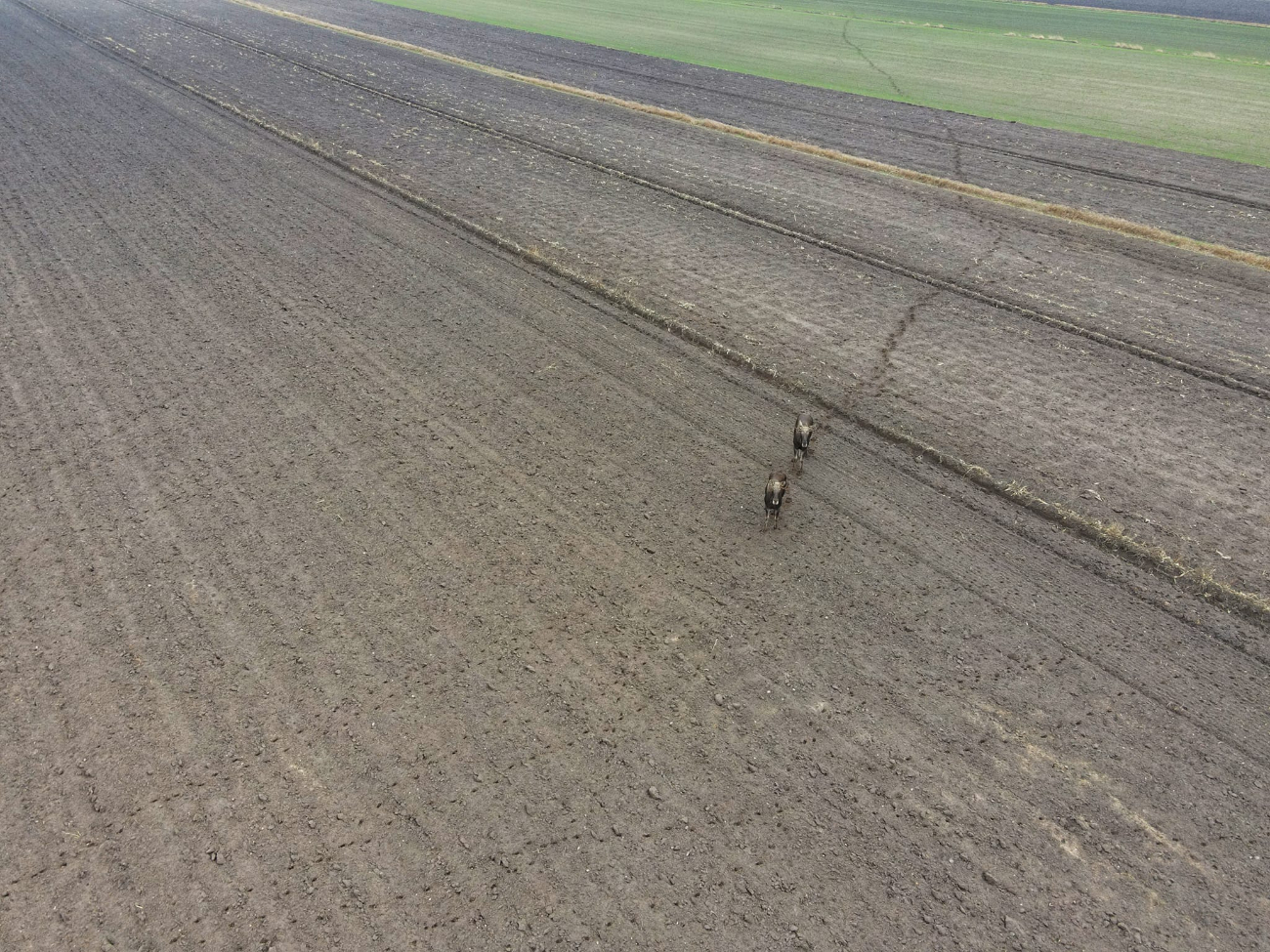 Łosie… a może renifery w Skarboszewie VIDEO