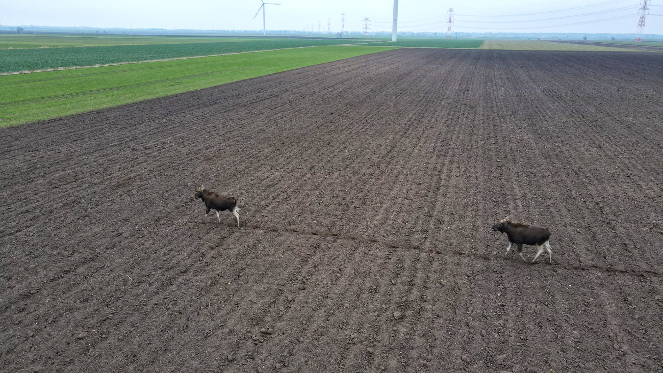Łosie… a może renifery w Skarboszewie VIDEO