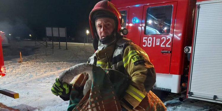 Łabędź przymarznięty do lodu