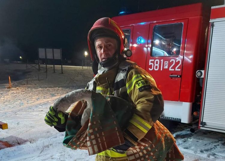 Łabędź przymarznięty do lodu